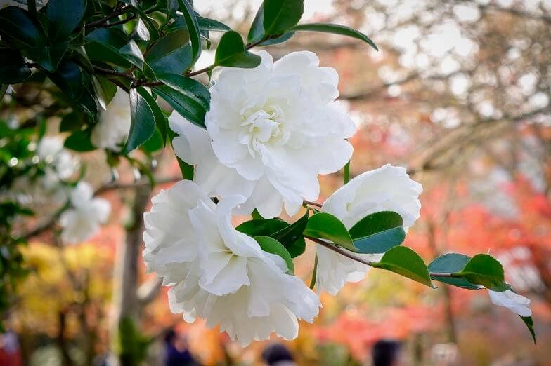 Camellia sasanqua 'Mine-No-Yuki'